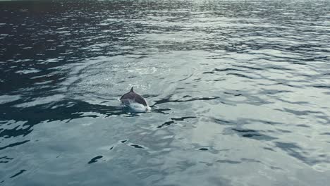 spinner dolphin having fun jumping off tropical ocean water at makua, hawaii