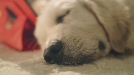 sleepy puppy