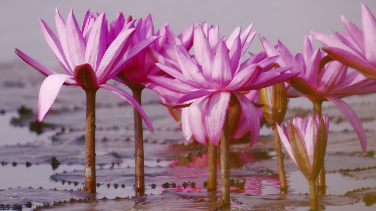 Explore the serene beauty of blooming lotus flowers in a tranquil pond showcasing nature's vibrant colors.