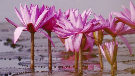 explore the serene beauty of blooming lotus flowers in a tranquil pond showcasing nature's vibrant colors.