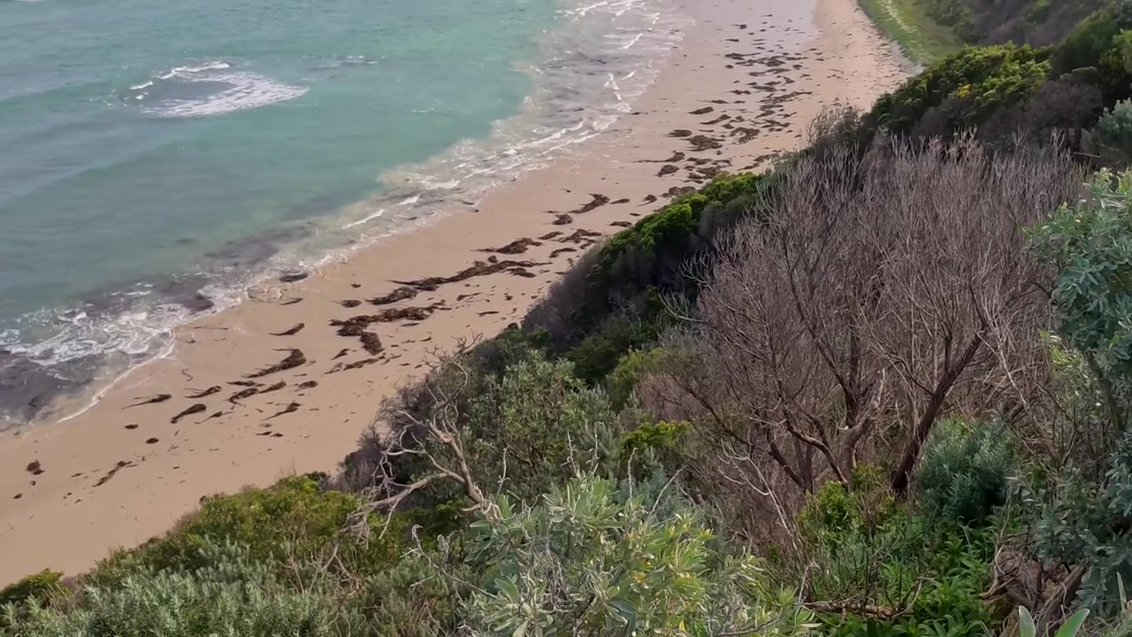 High angle shot of turquoise ocean waves breaking on a sandy beach behind coastal vegetation.