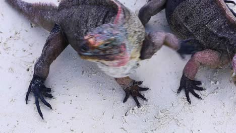 Video-Estático-De-Alguien-Alimentando-A-Iguanas-De-Roca-Del-Norte-De-Las-Bahamas-En-Una-Isla-De-Exumas-En-Las-Bahamas.