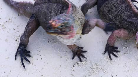 video estático de alguien alimentando iguanas de roca del norte de las bahamas en una isla en las exumas en las bahamas