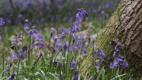 wild bluebell flowers in full bloom in and english woodland in a gentle breeze