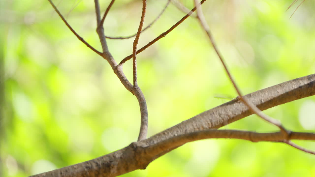 Varied Tit Bird Perched on Atumn Tree Branch and Flies Away