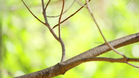 varied tit bird perched on atumn tree branch and flies away