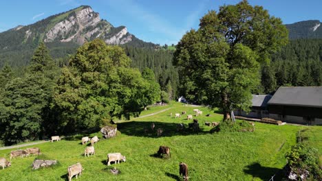 fly landing in agriculture farm growing livestock cow for milk meat fresh product by local people living in rural area mountain town in switzerland obersee nafels highlands sunny day in summer season