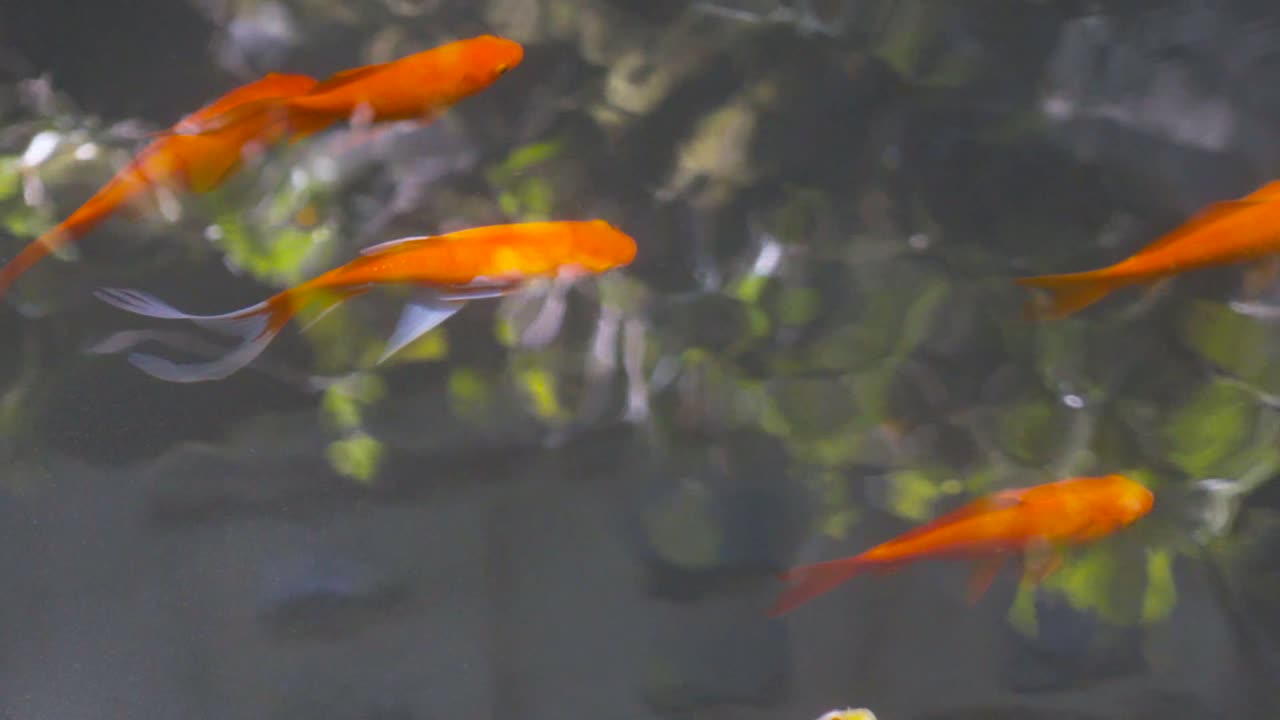 Goldfish Swimming in a Pond
