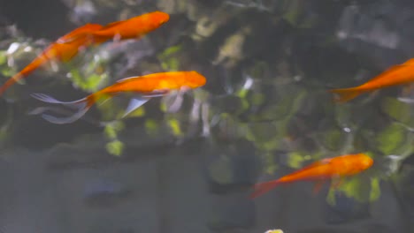 goldfish swimming in a pond