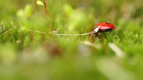 Close-up-wildlife-of-a-ladybug-in-the-green-grass-in-the-forest