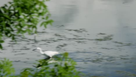 A-snowy-egret-hunting-in-a-swamp-between-plants