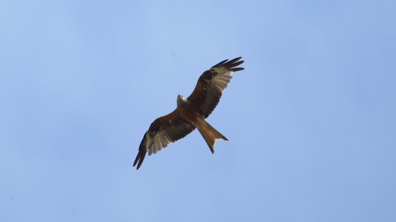 Red kite milvus soaring in the air during blue sky, close up tracking shot. Sunny summer day in Switzerland