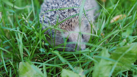 a small defenseless hedgehog on the asphalt looks at the camera you can clearly see his face and nos