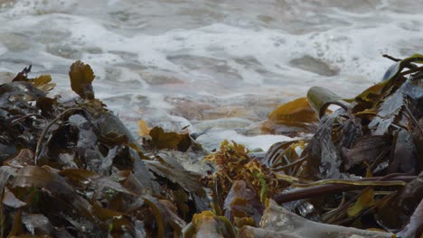 close-up view of wet kelp and seaweed as ocean waves surge and recede along a rocky shore under overcast natural lighting, captured with a steady camera
