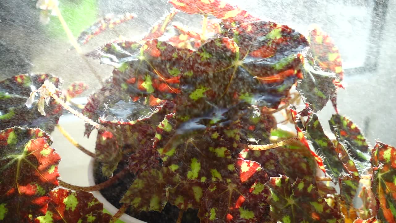 Innaffiatura di un fiore con lo spruzzino. Rallentatore.
