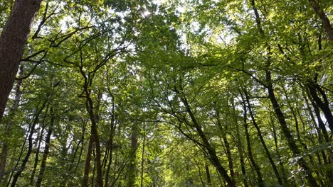 imágenes de un sendero en el bosque en un día soleado