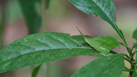 Visto-Moviéndose-Sobre-La-Hoja-Con-Un-Poco-De-Viento-Suave-En-El-Bosque,-Saltamontes-De-Hoja-Systella-Rafflesii,-Tailandia