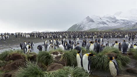 Movimiento-Panorámico-De-Una-Colonia-De-Pingüinos-Rey-En-Gold-Harbor-En-Georgia-Del-Sur