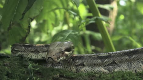 pista izquierda para revelar la serpiente de una rama - versión completa de 30 segundos 1080p