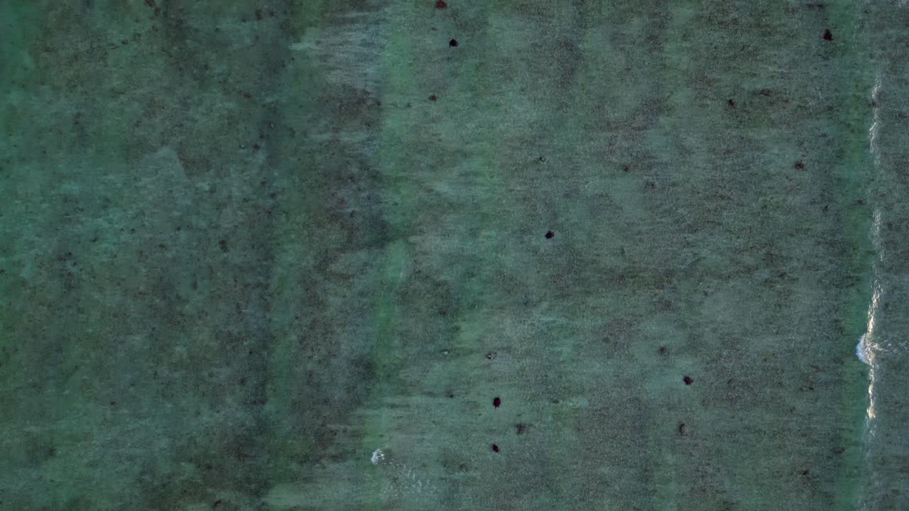 Gruppo di tartarughe marine che nuotano con grazia in acque oceaniche limpide e poco profonde, viste da una prospettiva aerea. Habitat della vita marina. Splendida vista aerea con drone puntato verso il basso