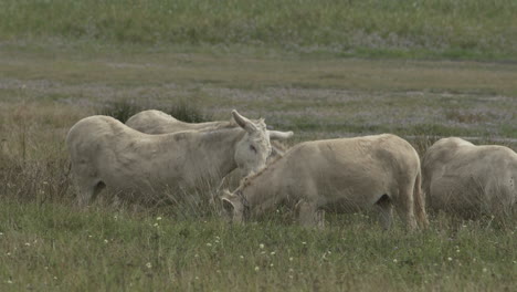 Slow-Motion-shot-of-a-group-of-white-donkeys