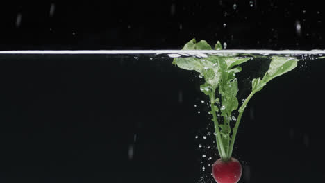 video of radish falling into water with copy space on black background