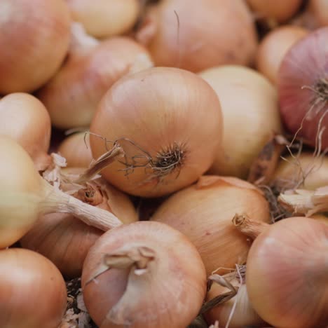 The-harvest-of-onions-lies-on-the-ground-1