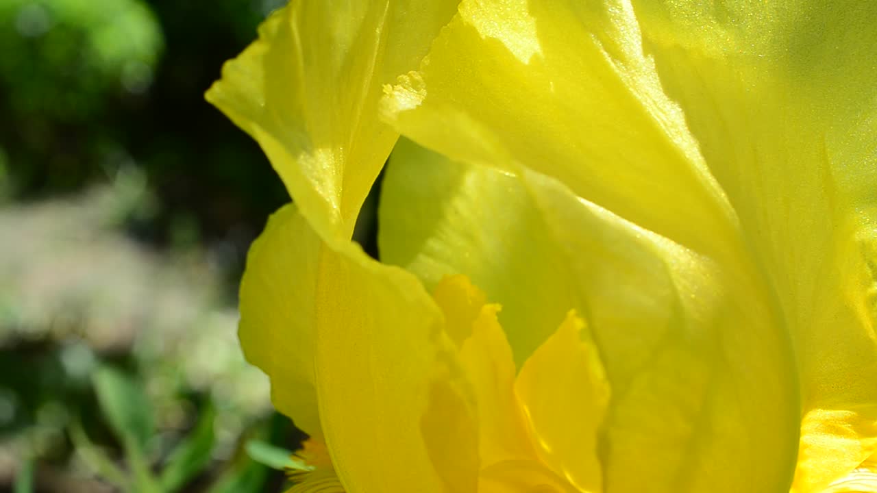 Gule forårsblomster. Irisblomst.