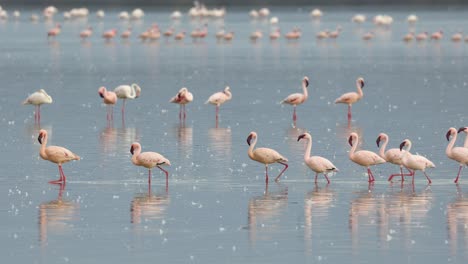 Filas-De-Flamencos-Menores-Caminando-A-Través-De-Una-Piscina-De-Aguas-Poco-Profundas-En-Amboseli,-Kenia