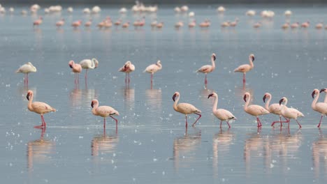 líneas de flamencos menores caminando a través de una piscina de aguas poco profundas en amboseli, kenia