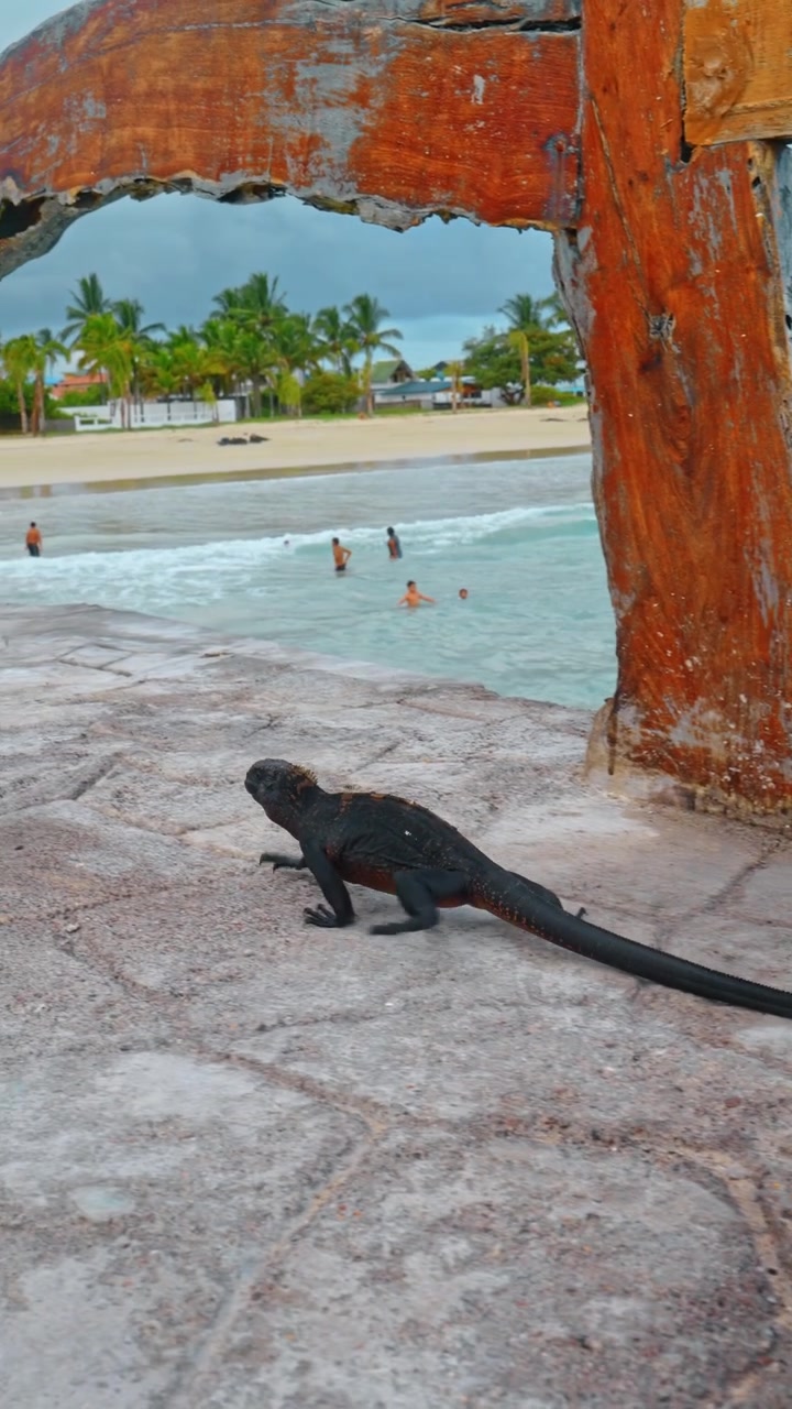 Iguana marina che cammina su un sentiero di pietra vicino alla spiaggia con bagnanti. Iguana marina nera che si muove sul selciato con l'oceano e persone che nuotano sullo sfondo, Isola Isabela Galapagos
