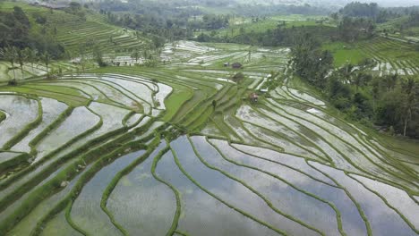 aerial view of the unesco world heritage rice fields at jatiluwih, bali, indonesia on a cloudy day