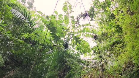 Looking Up And Tracking Capuchin Monkey Jumping From Tree Branch In Tropical Jungle