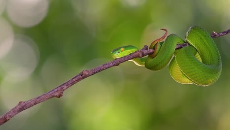 The-White-lipped-Pit-Viper-is-a-venomous-pit-viper-endemic-to-Southeast-Asia-and-is-often-found-during-the-night-waiting-on-a-branch-or-limb-of-a-tree-near-a-body-of-water-with-plenty-of-food-items