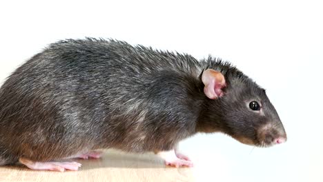 animal domestic gray rat close-up