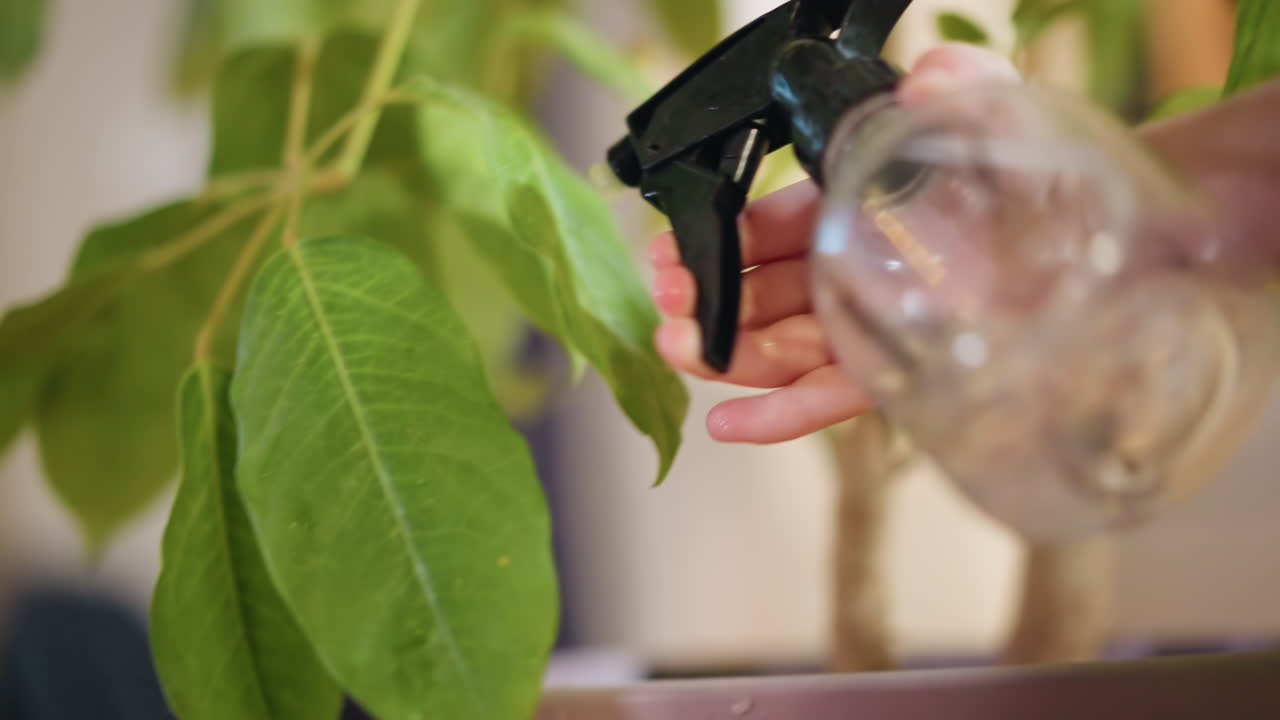 Closeup hand holding transparent spray bottle gently misting green indoor plant leaves, highlighting natural care, hydration, growth, and sustainable eco lifestyle focused