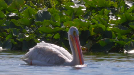 Pelícano-Blanco-Americano-En-El-Sendero-De-Canoa-Klamath-Superior-Visto-Desde-Un-Kayak