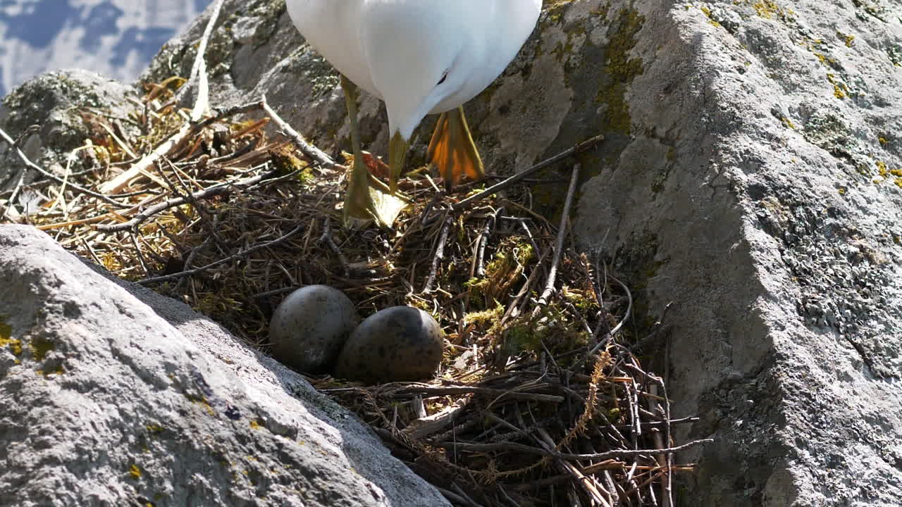 Epic close up shot of seagull landing on and sitting on it's nest of eggs