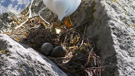 Epic-close-up-shot-of-seagull-landing-on-and-sitting-on-it's-nest-of-eggs