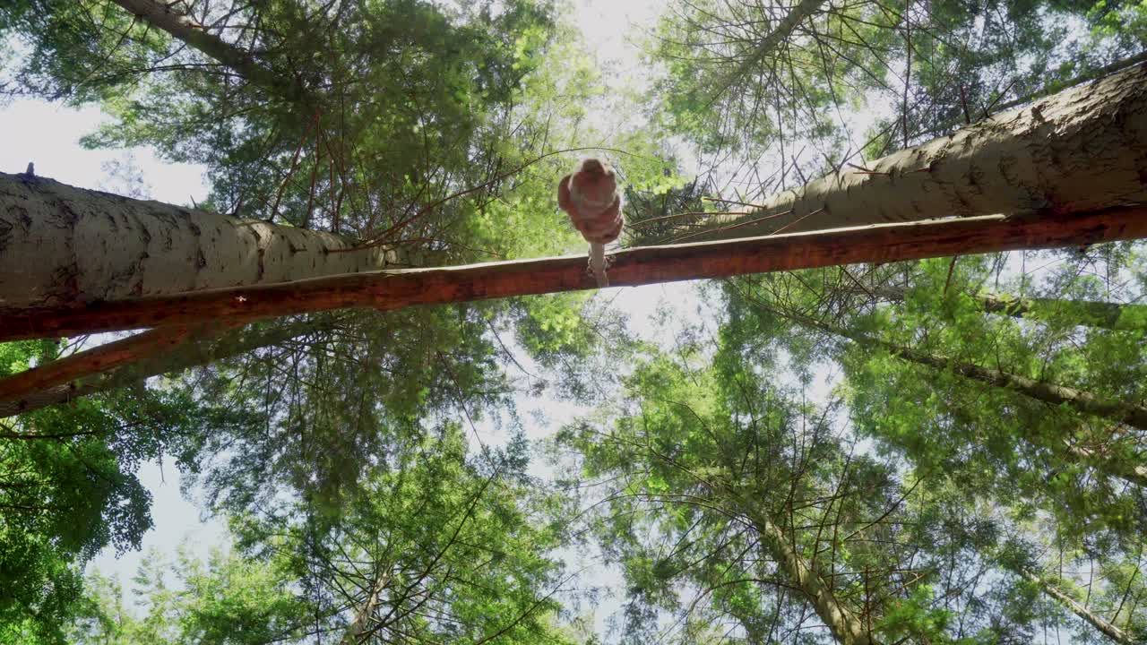 숲 속 의 나무 줄기 에 있는 다람