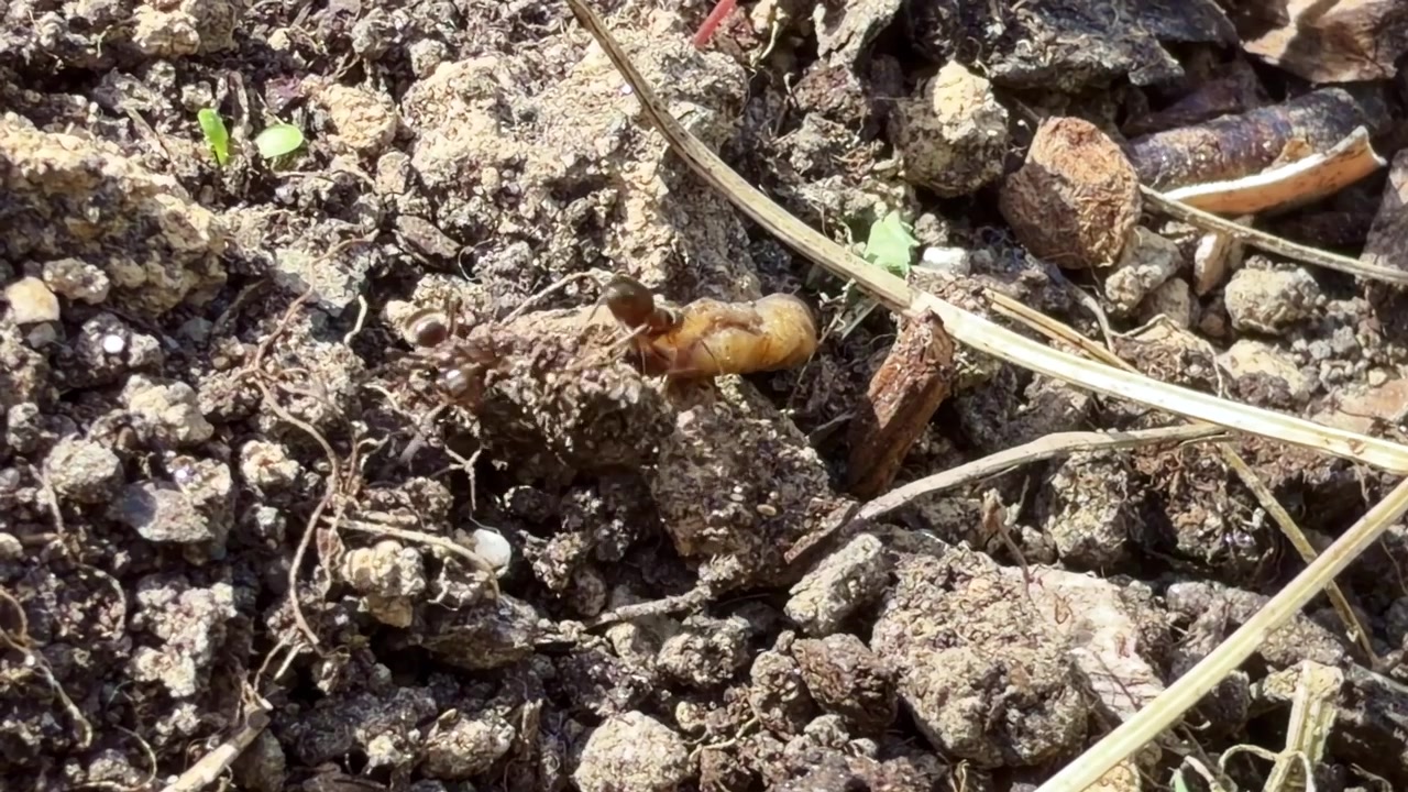 Two ants work together to carry a larva through soil and organic debris