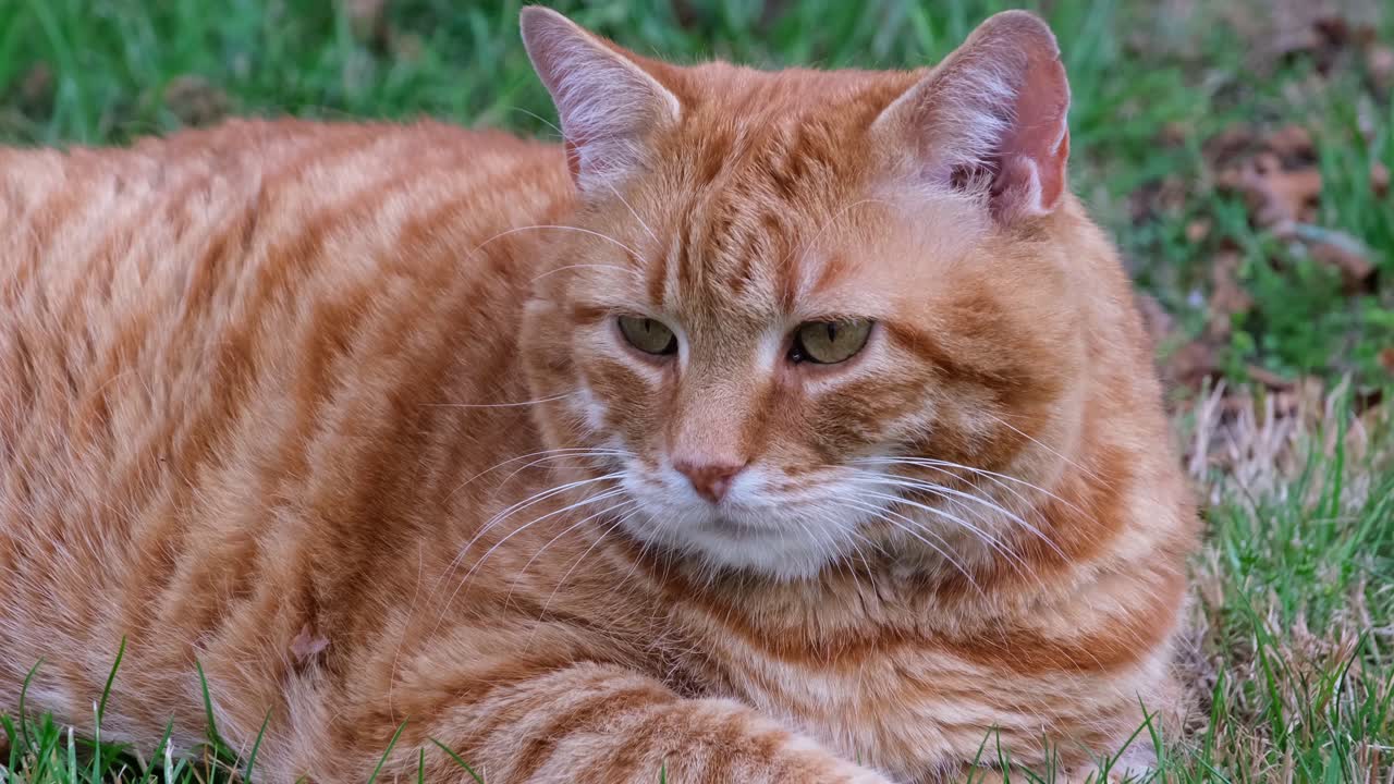 naranja gordita - gato pelirrojo tirado en la hierba en un día de verano