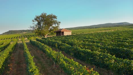 Beautiful-vineyard-in-Kakheti-region-in-Georgia