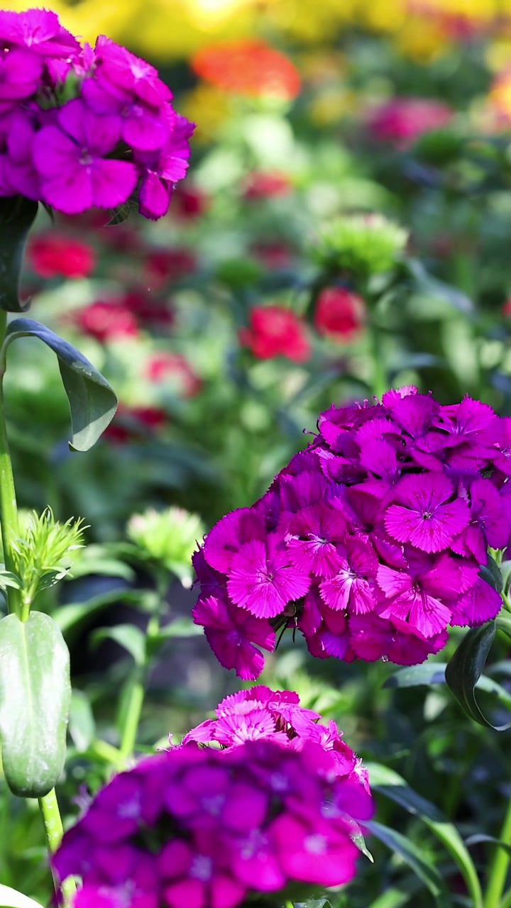Vibrant flowers in Suan Luang Rama IX Park