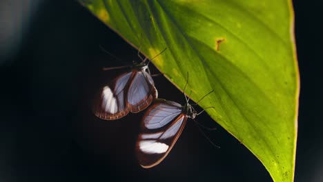 Revelación-Circular-De-Un-Par-De-Mariposas-De-Ala-De-Vidrio-Apareadas-Bajo-Una-Hoja-Iluminada-Desde-Arriba,-Mariposas-Con-Patas-De-Cepillo