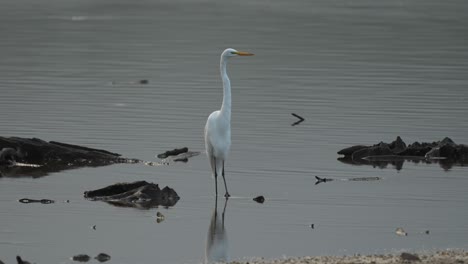 a great egret looking for its morning food in a shallow lake in the early morning light