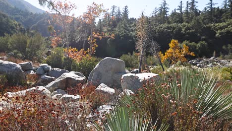 vibrant autumn scenery along the stoddard falls hiking trail in angeles national forest, mt baldy, california, showcasing green and yellow foliage and large boulders pan left 60fps
