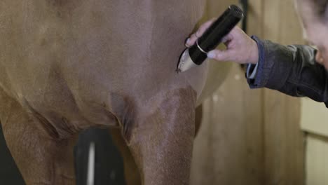 a close up of a caucasian female groom carefully shaving the hair of a horse’s leg with clippers