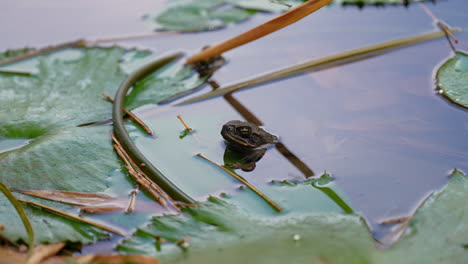 a toad in a pond surrounded by lily pads