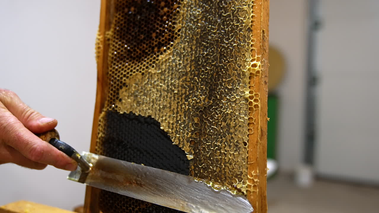 Electric knife in male hands easily slides by the wax cells at honey frame. Full honeycombs are opened to extract organic product from them. Close up.